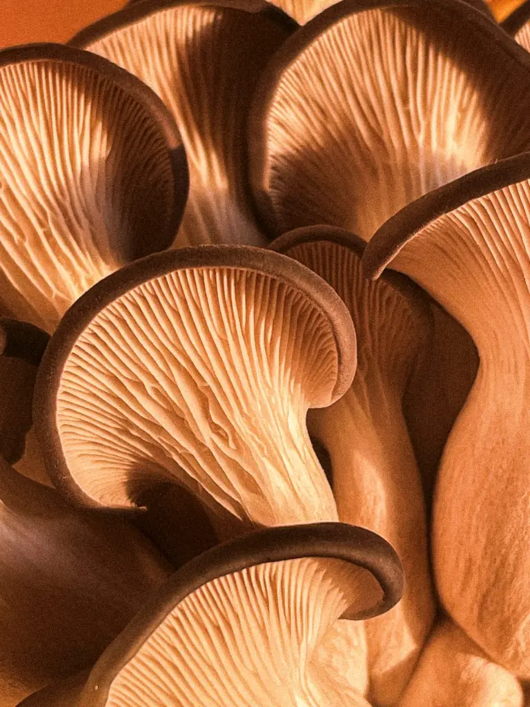 WhatsApp Image 2025-10-20 at 3.59.31 AM.webp