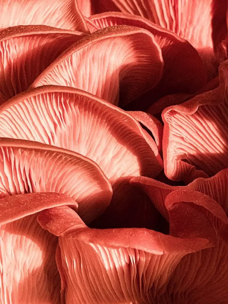 WhatsApp Image 2025-04-07 at 11.13.04 AM.webp