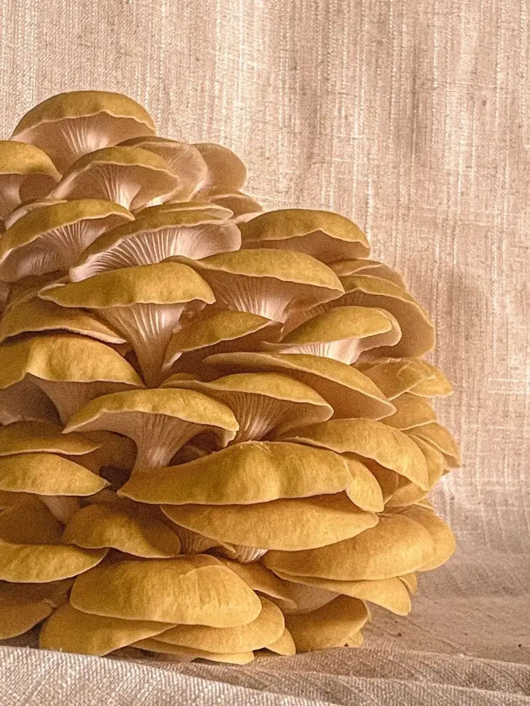 Fresh Mushroom Golden Oyster