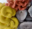 Fresh Mushroom (Oyster)