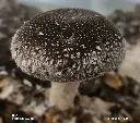 Fresh Mushroom (Shiitake)