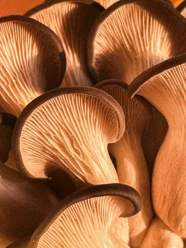 Fresh Mushroom Blue Oyster