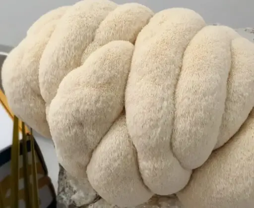 [1-1] Fresh Mushroom (Lion's Mane)