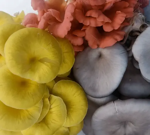 [2-2] Fresh Mushroom (Oyster)