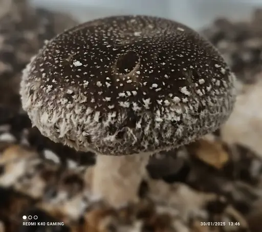 [3-3] Fresh Mushroom (Shiitake)