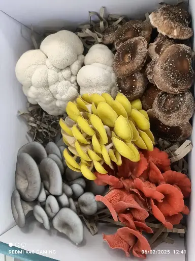 Mix Box of Fresh Exotic Mushroom